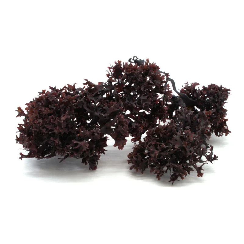 Fresh Sea Moss Gel